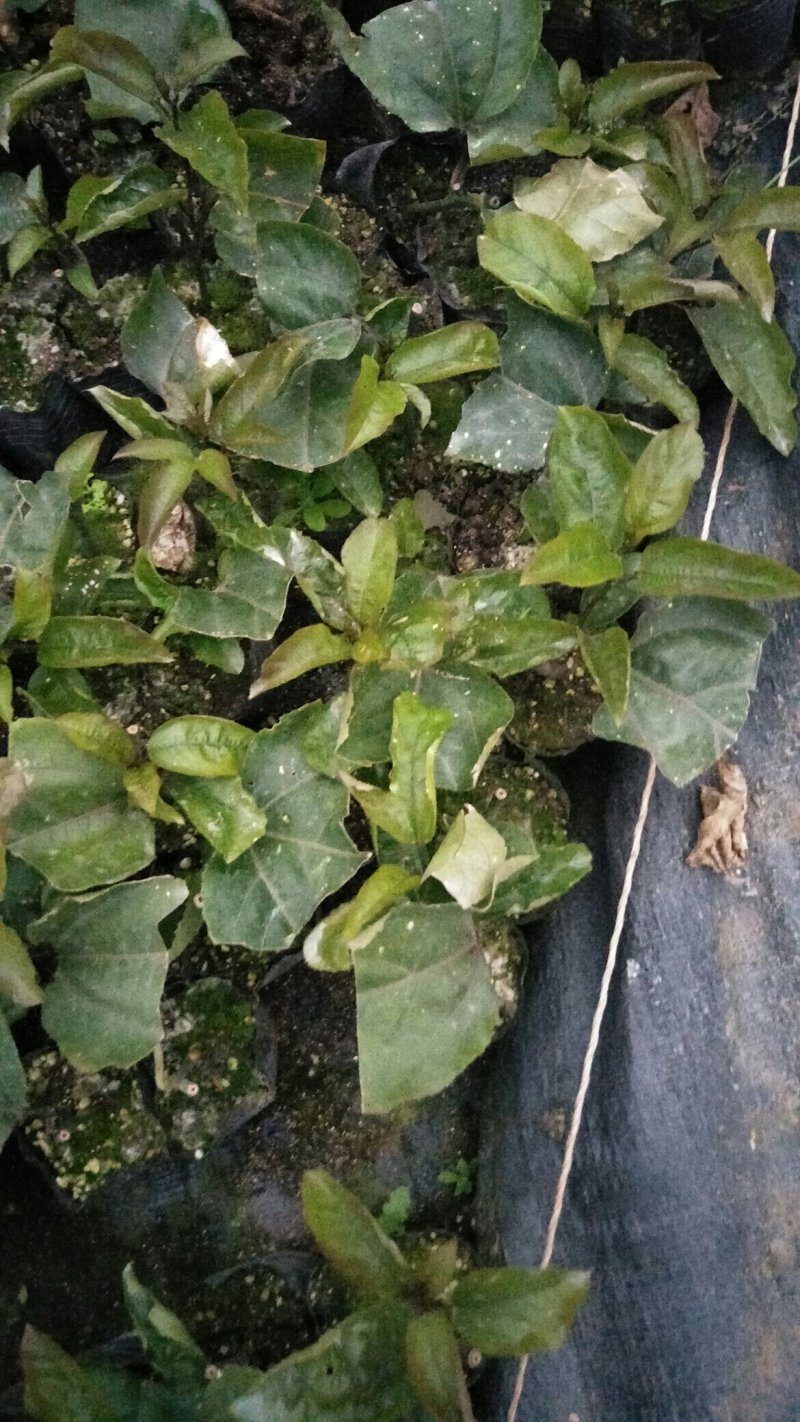 黄晶果苗