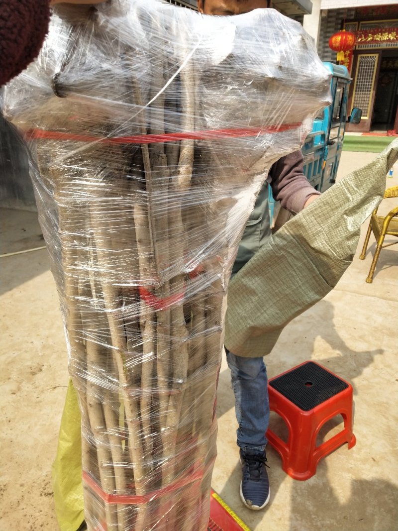 紫荆紫荆树苗-满条红先花后叶花量大2公分满10棵包邮