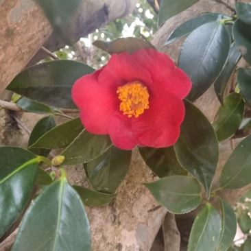 百年古茶花“富贵春”全省仅此一棵移植3-4次成活红瓣带芯