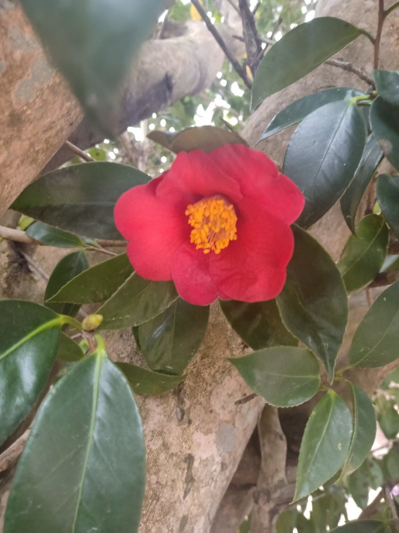 百年古茶花“富贵春”全省仅此一棵移植3-4次成活红瓣带芯