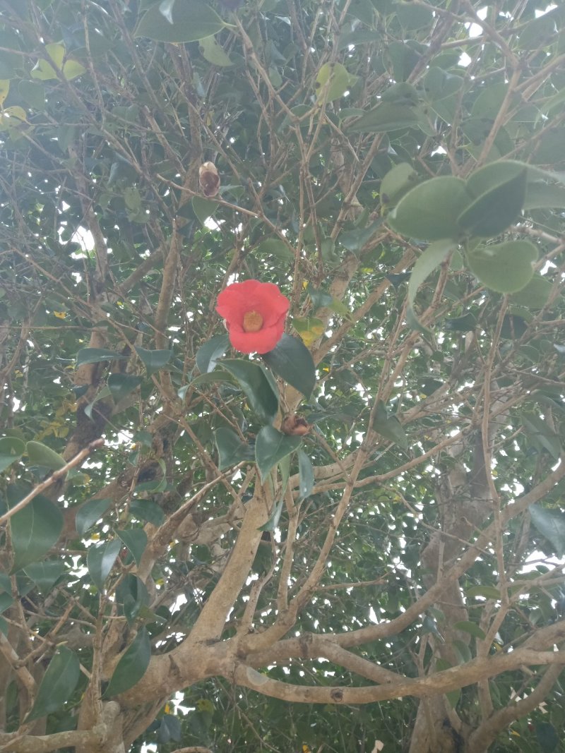 百年古茶花“富贵春”全省仅此一棵移植3-4次成活红瓣带芯