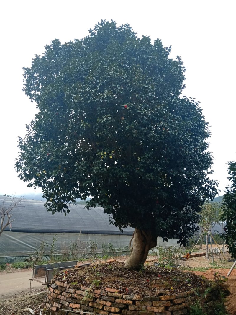 百年古茶花“富贵春”全省仅此一棵移植3-4次成活红瓣带芯