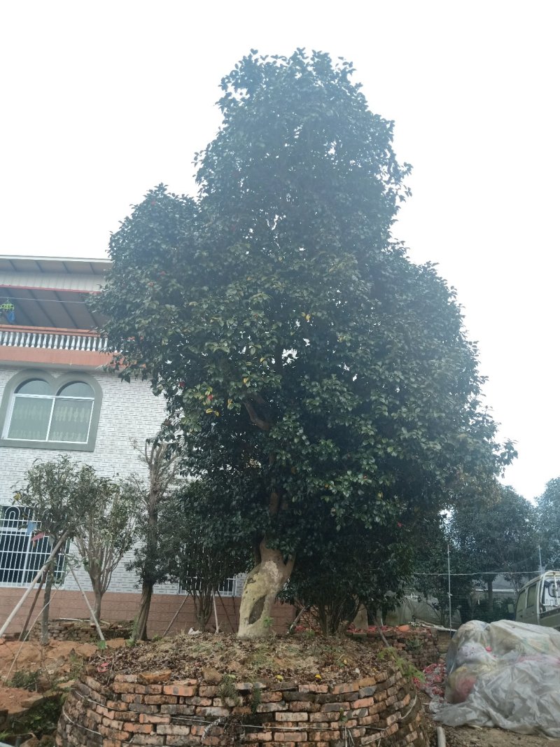 百年古茶花“富贵春”全省仅此一棵移植3-4次成活红瓣带芯