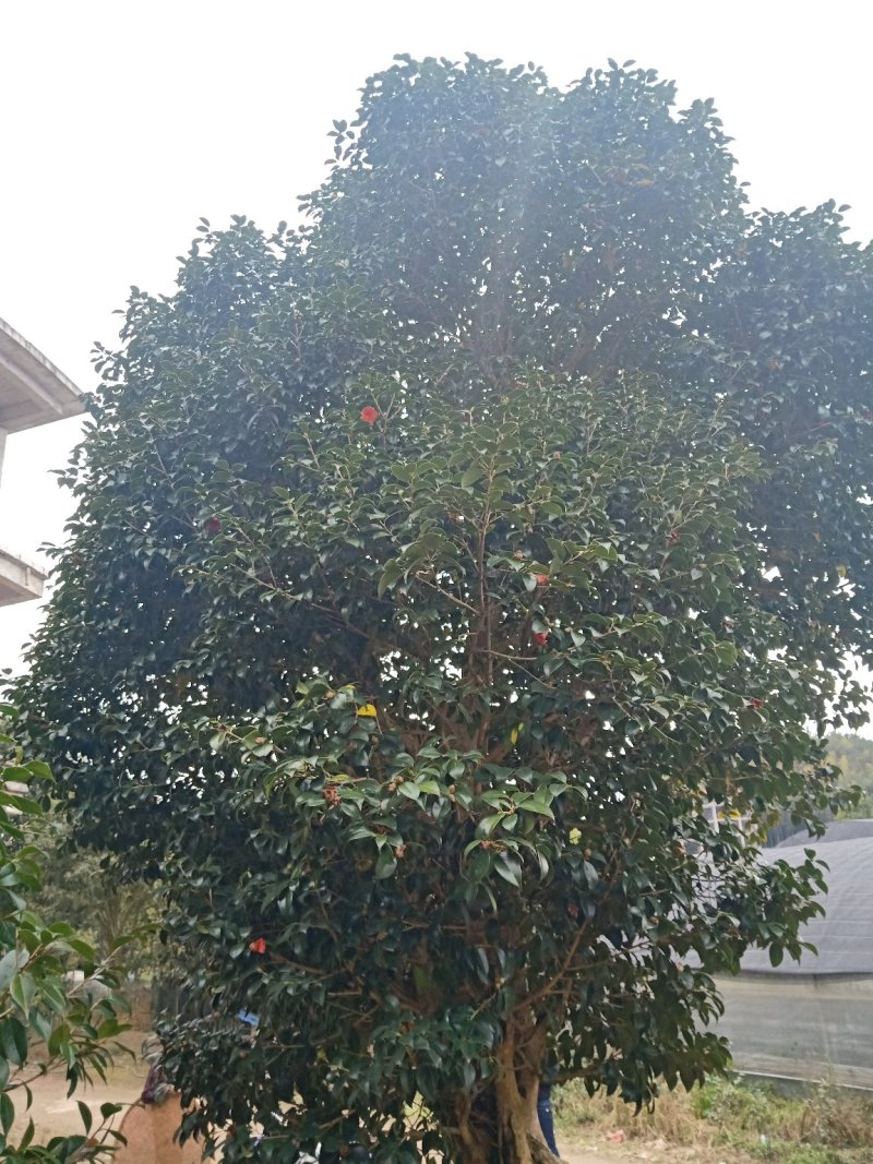 百年古茶花“富贵春”全省仅此一棵移植3-4次成活红瓣带芯