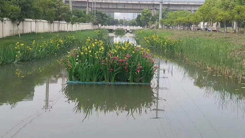 荷花苗水生植物，量大优惠，现货供应