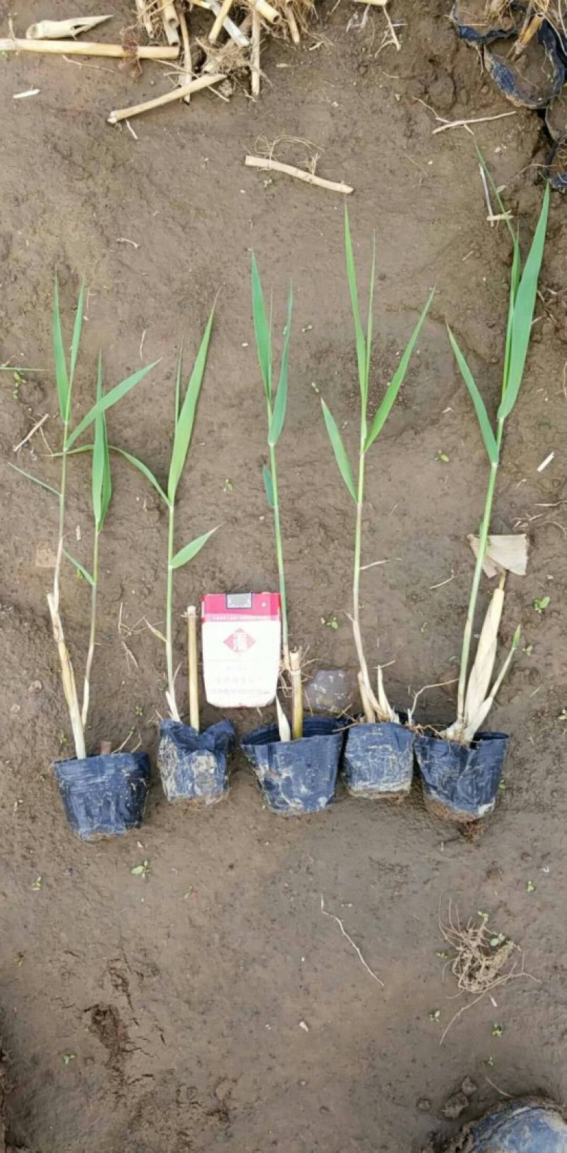 芦苇苗水生植物，量大优惠，现货供应