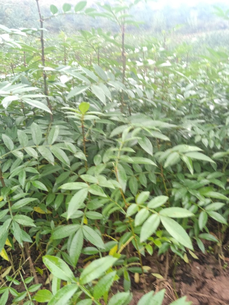九叶青花椒苗，藤椒苗
