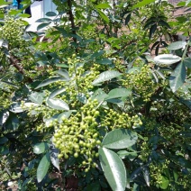 九叶青花椒苗，藤椒苗