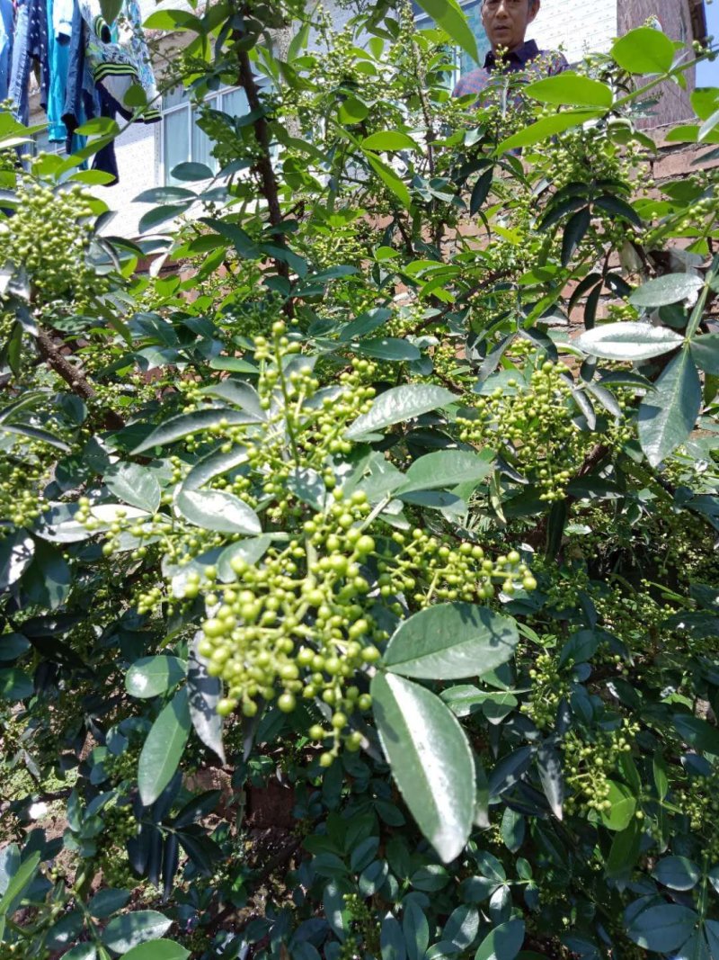 九叶青花椒苗，藤椒苗