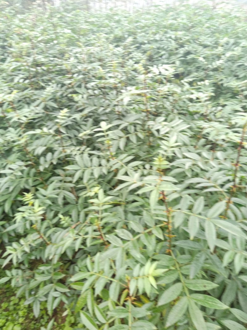 九叶青花椒苗，藤椒苗