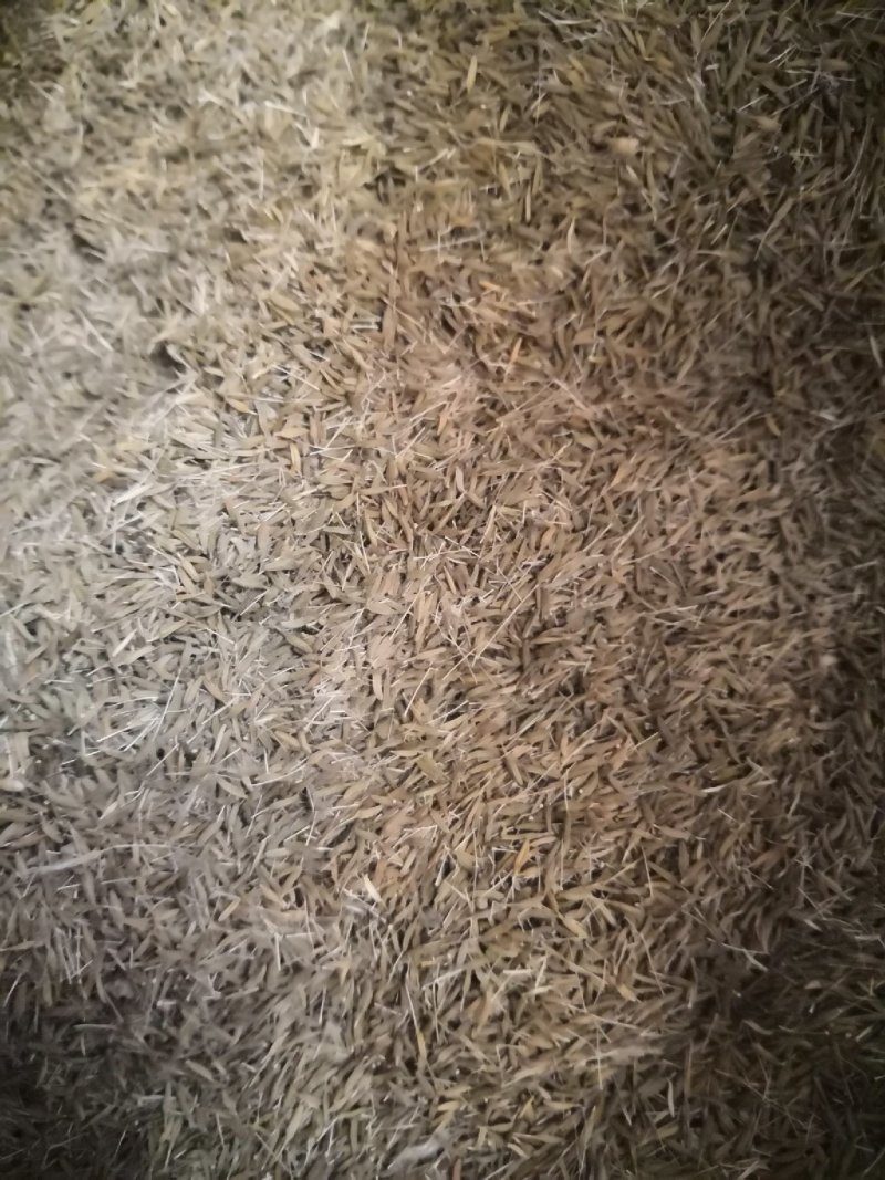 聊城精品蒲公英种子，产地直发，保质保量，欢迎老板选购