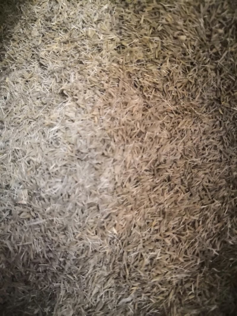 聊城精品蒲公英种子，产地直发，保质保量，欢迎老板选购