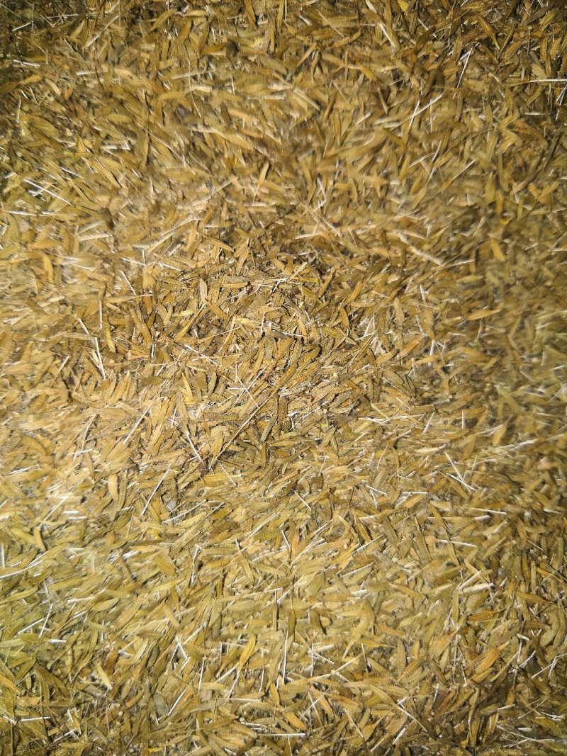 聊城精品蒲公英种子，产地直发，保质保量，欢迎老板选购