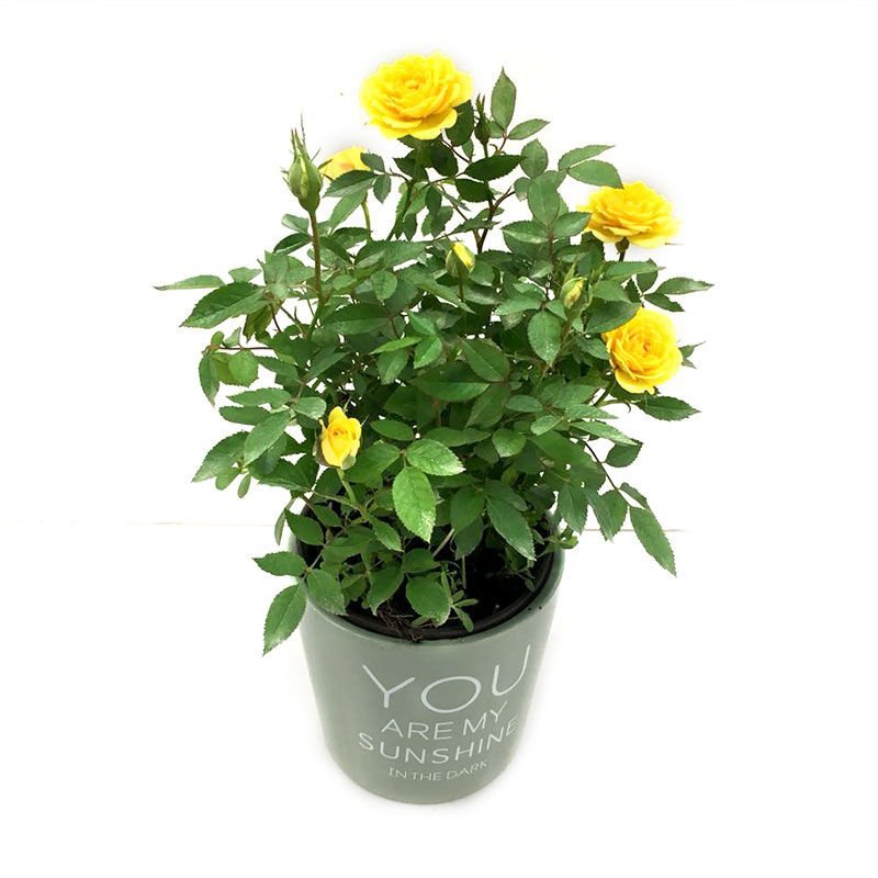 欧月藤本月季花小苗玫瑰花盆栽爬藤蔷薇大花带花发货浓香四季