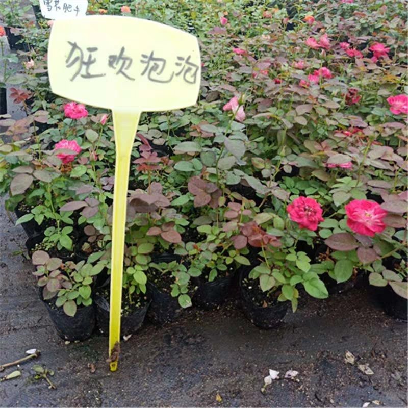 欧月藤本月季花小苗玫瑰花盆栽爬藤蔷薇大花带花发货浓香四季