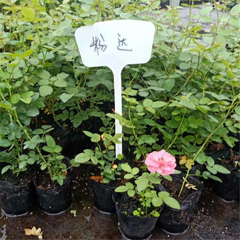 欧月藤本月季花小苗玫瑰花盆栽爬藤蔷薇大花带花发货浓香四季
