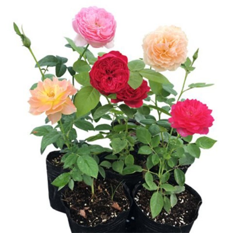欧月藤本月季花小苗玫瑰花盆栽爬藤蔷薇大花带花发货浓香四季