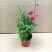 欧月藤本月季花小苗玫瑰花盆栽爬藤蔷薇大花带花发货浓香四季
