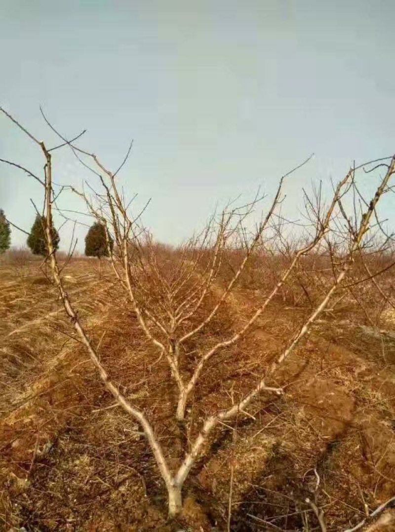 83黄桃苗突围桃苗19黄桃苗锦绣黄桃苗