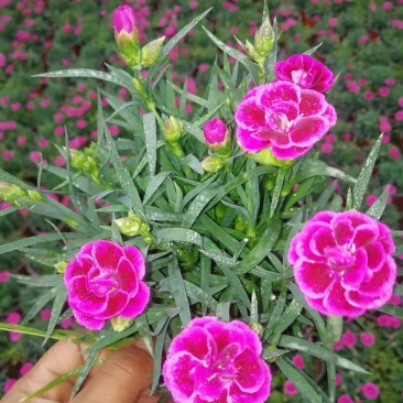 康乃馨基地批量出货
