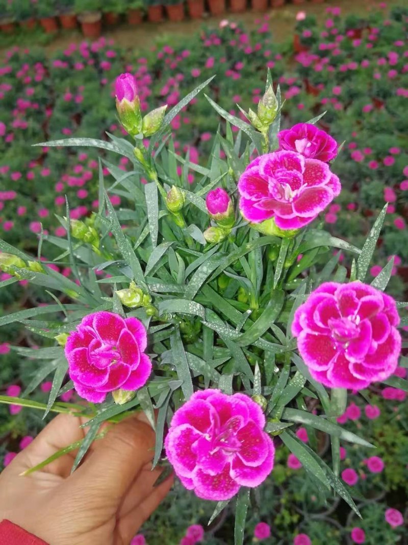 康乃馨基地批量出货