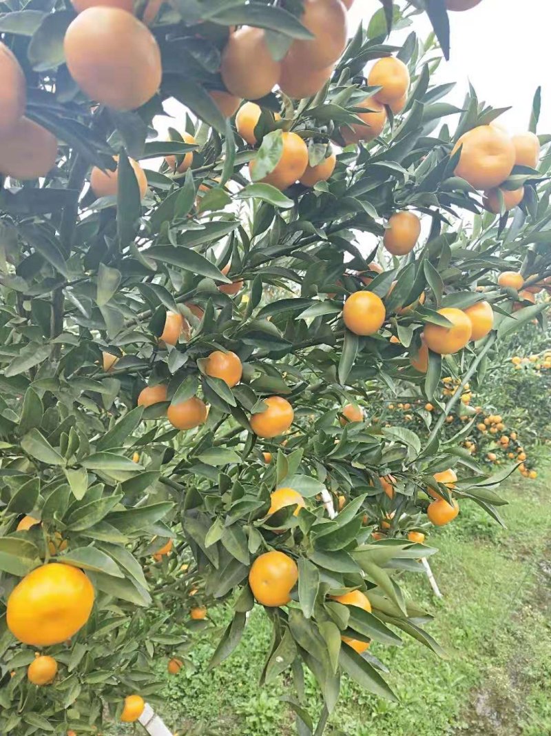 马水橘，有意者私聊，