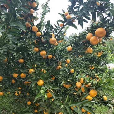 马水橘，有意者私聊，