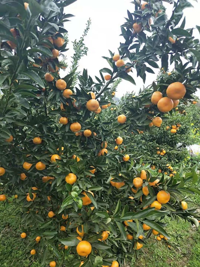 马水橘，有意者私聊，
