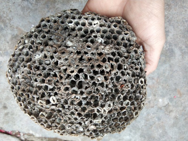 沂蒙山野生马蜂窝蜂窝