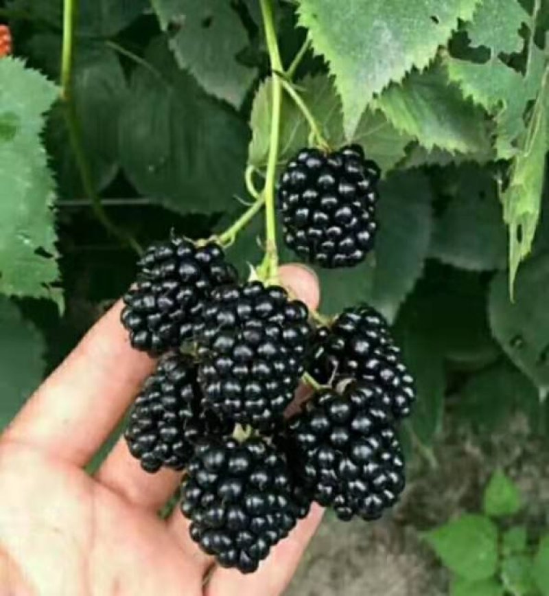 黑树莓苗