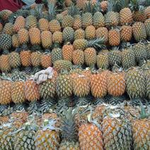 【产地直销】屏边菠萝1.2斤以上云南菠萝品质保证