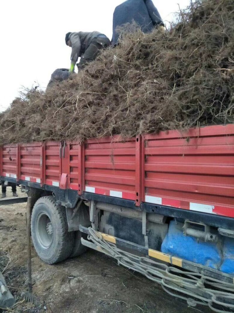东北抗寒双季红树莓苗基地直供