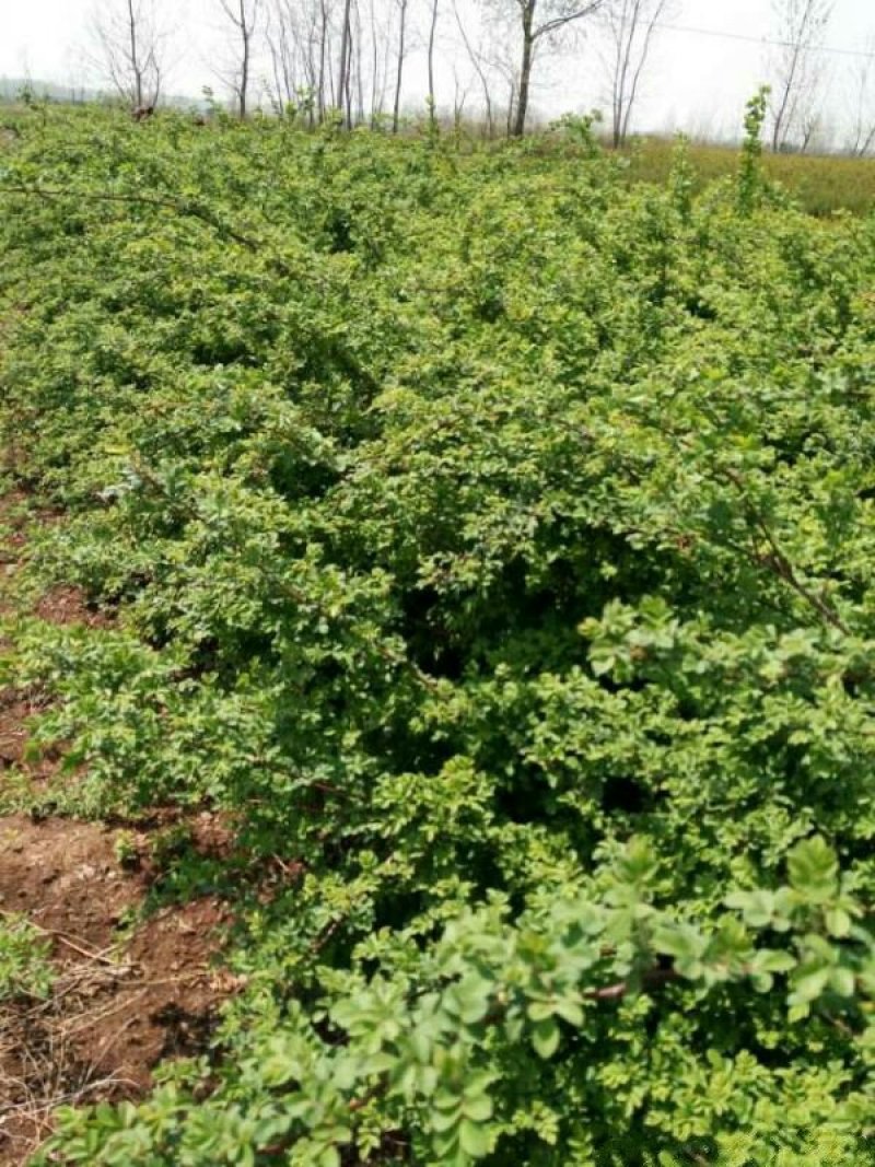 常年批发供应60-80-120-150公分高度的蔷薇花苗