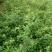 常年批发供应60-80-120-150公分高度的蔷薇花苗