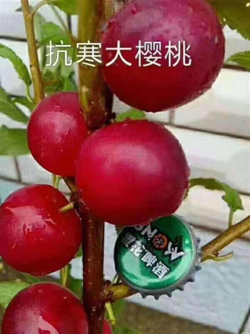 东北抗寒大樱桃苗果大产量高