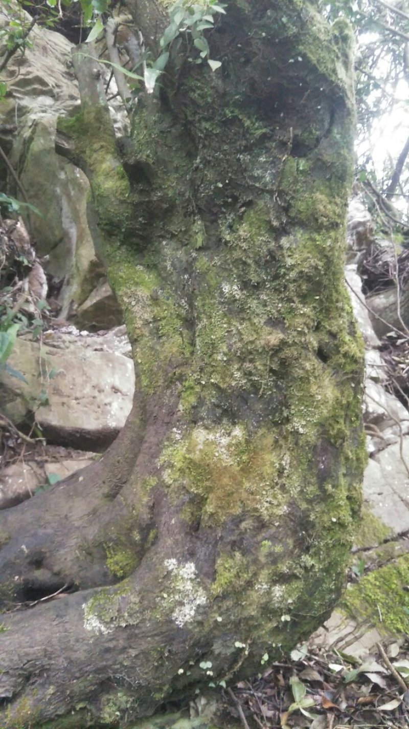 蒙子树