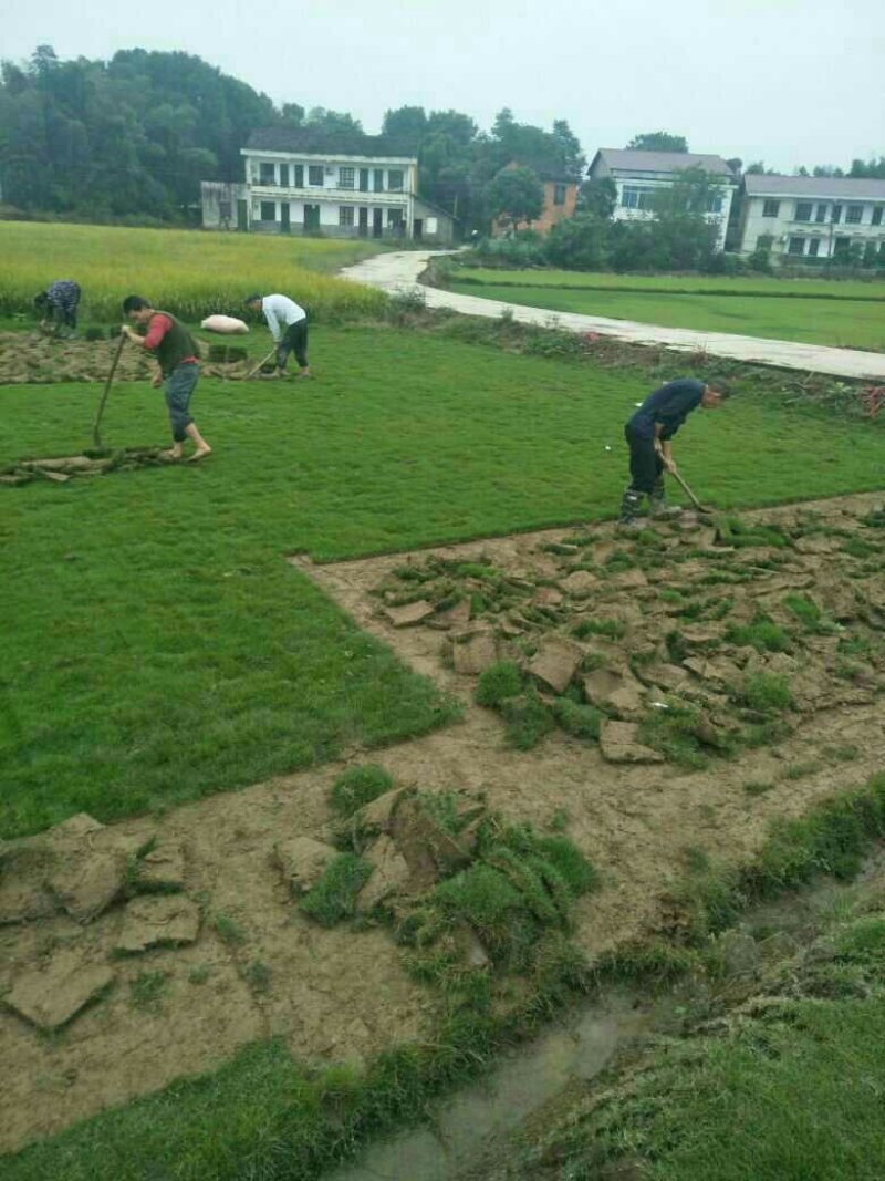 马尼拉草皮，各种绿化草皮15869752189