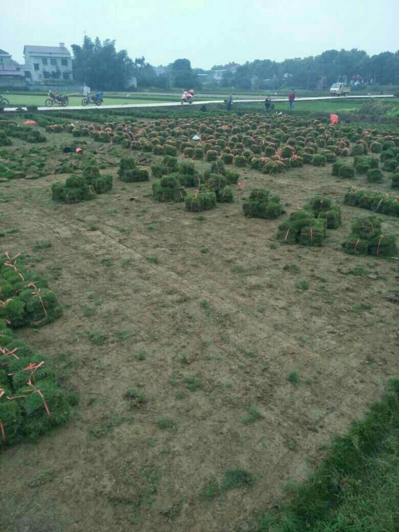 马尼拉草皮，各种绿化草皮15869752189