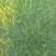 马尼拉草皮，各种绿化草皮15869752189