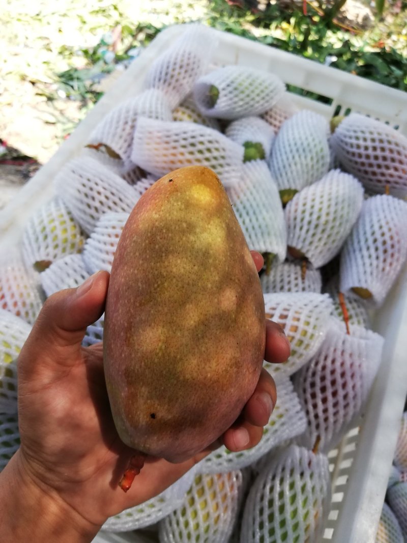 树上自然熟贵妃芒果八斤净果包邮