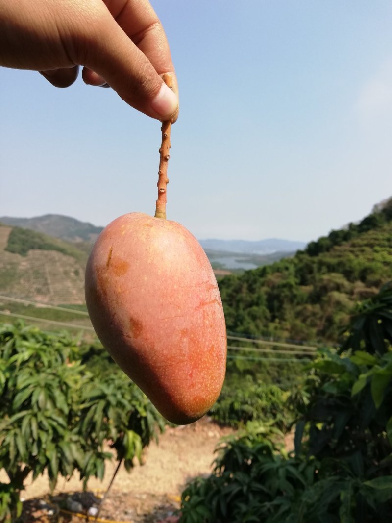 树上自然熟贵妃芒果八斤净果包邮