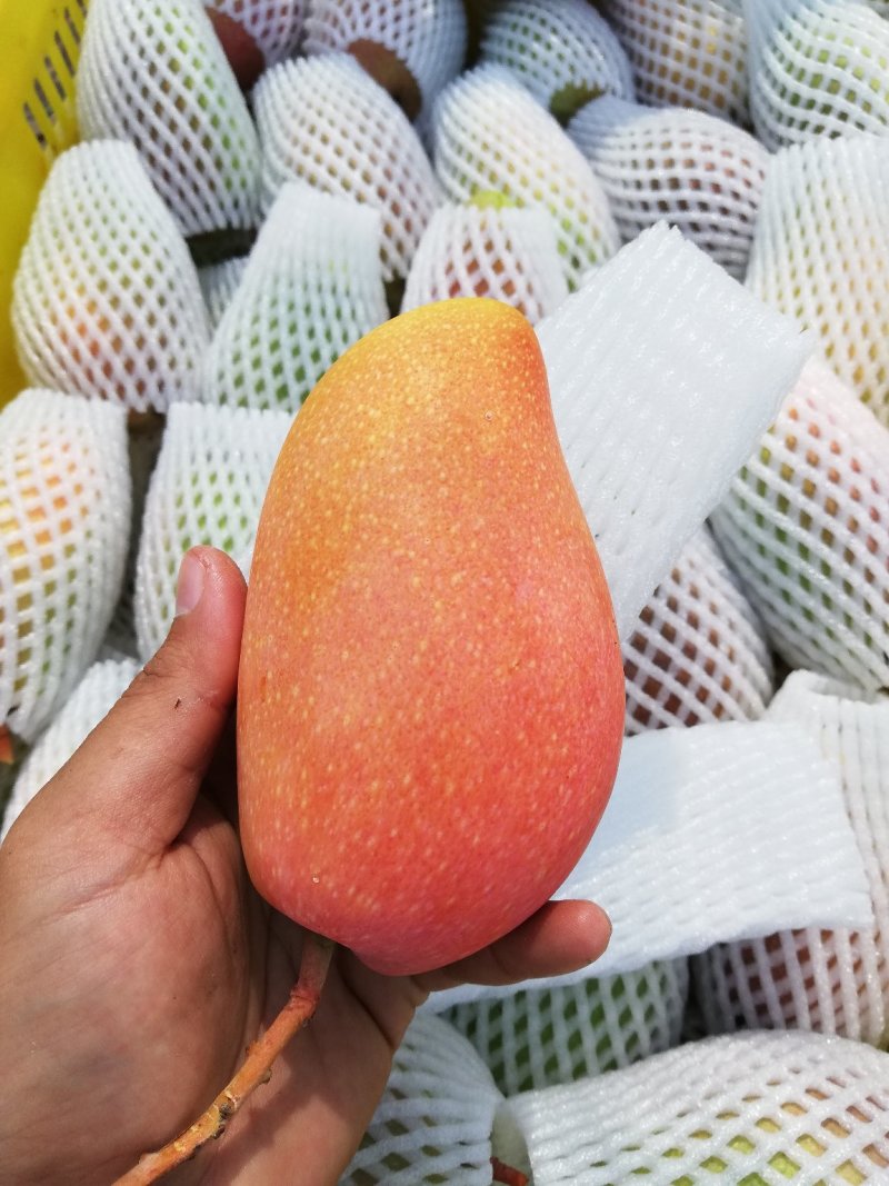 树上自然熟贵妃芒果八斤净果包邮