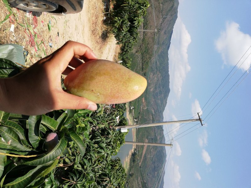 树上自然熟贵妃芒果八斤净果包邮