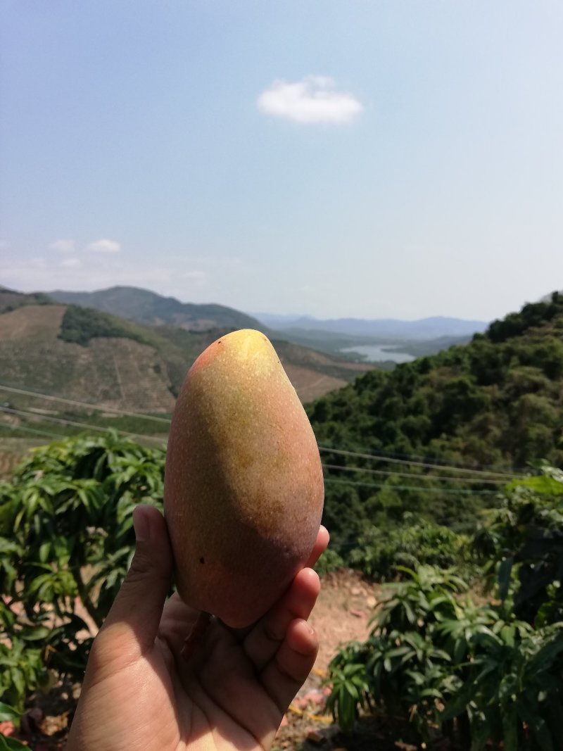 树上自然熟贵妃芒果八斤净果包邮