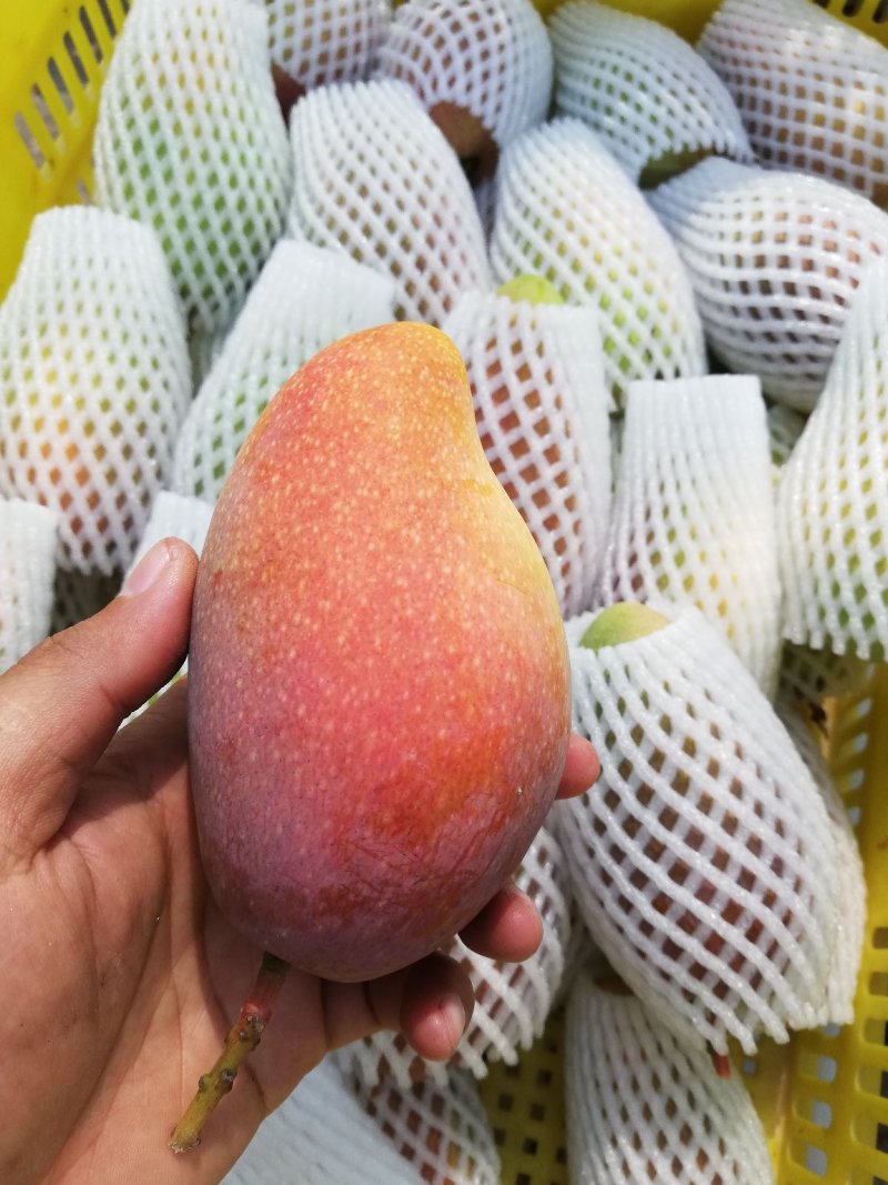 树上自然熟贵妃芒果八斤净果包邮