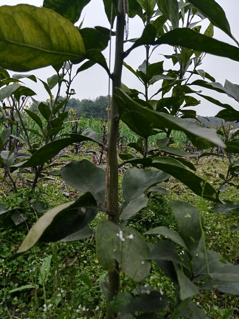 纯红橘苗廉价处理，价格可谈