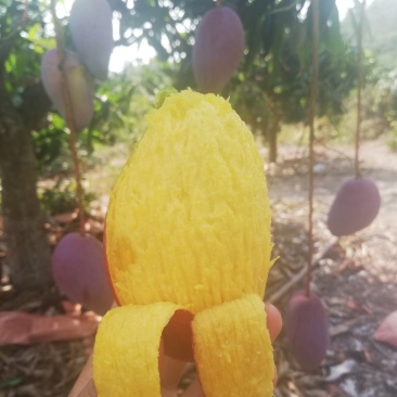树上自然熟贵妃芒果八斤净果包邮