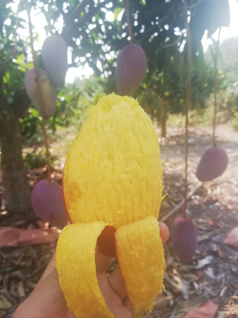 树上自然熟贵妃芒果八斤净果包邮