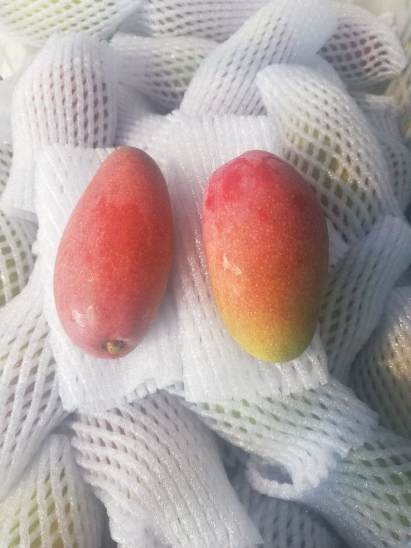 树上自然熟贵妃芒果八斤净果包邮