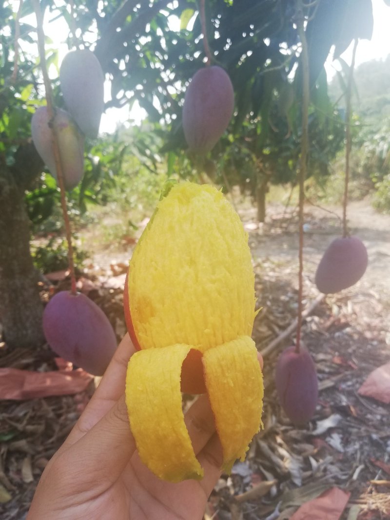 树上自然熟贵妃芒果八斤净果包邮